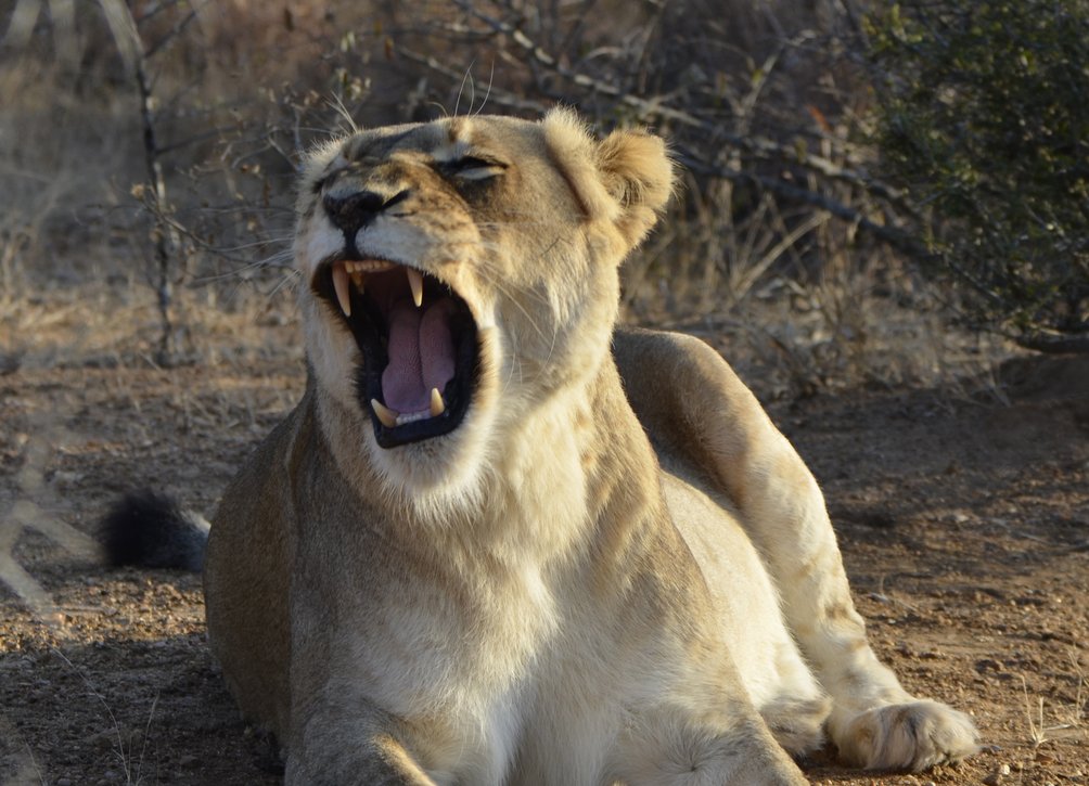 Familienurlaub Südafrika - Löwin