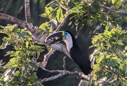 Familienreise Galapagos und Ecuador - Galapagos Family & Teens - Verlängerung Amazonas - Tukan