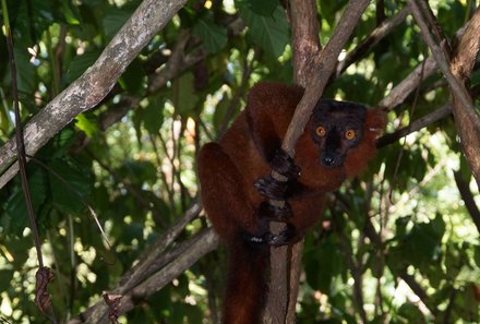 Madagaskar Familienreise - Madagaskar Family & Teens - roter Vari