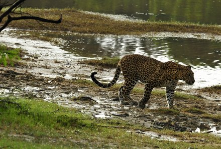 Sri Lanka for family individuell - Sri Lanka Individualreise mit Kindern - Safari mit Leoparden
