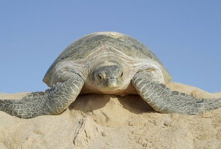 Familienreise Oman - Familienreise for family - Schildkröte