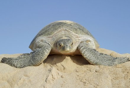 For Family Reisen - Reiseziele 2024 - Oman - Schildkröte