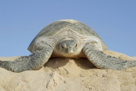 Oman mit Kindern - Oman for family - Schildkröten