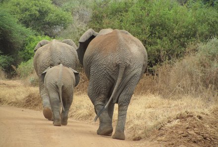 Tansania mit Kindern  - Tansania for family - Elefanten