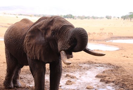 Kenia Familienreise - Kenia for family individuell - Safari Elefant