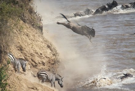 Kenia Familienreise - Kenia for family individuell - Massai Mara - Gnu springt vom Felsen