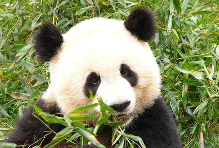 China mit Kindern - Panda
