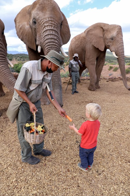 Astrid Därr - Journalistin - Garden Route - Elefant füttern