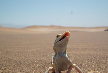 Namibia Deluxe Familienreise individuell - Charlys Desert Tours Living Dunes Experience - Echse in der Wüste