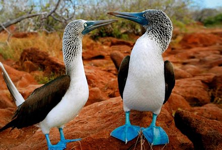 Galapagos mit Kindern - Galapagos for family - Blaufußtölpel auf der Insel Seymour