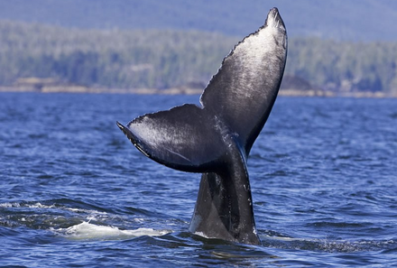 Vancouver Island Familienreise - Tofino - Whale Watching Tour