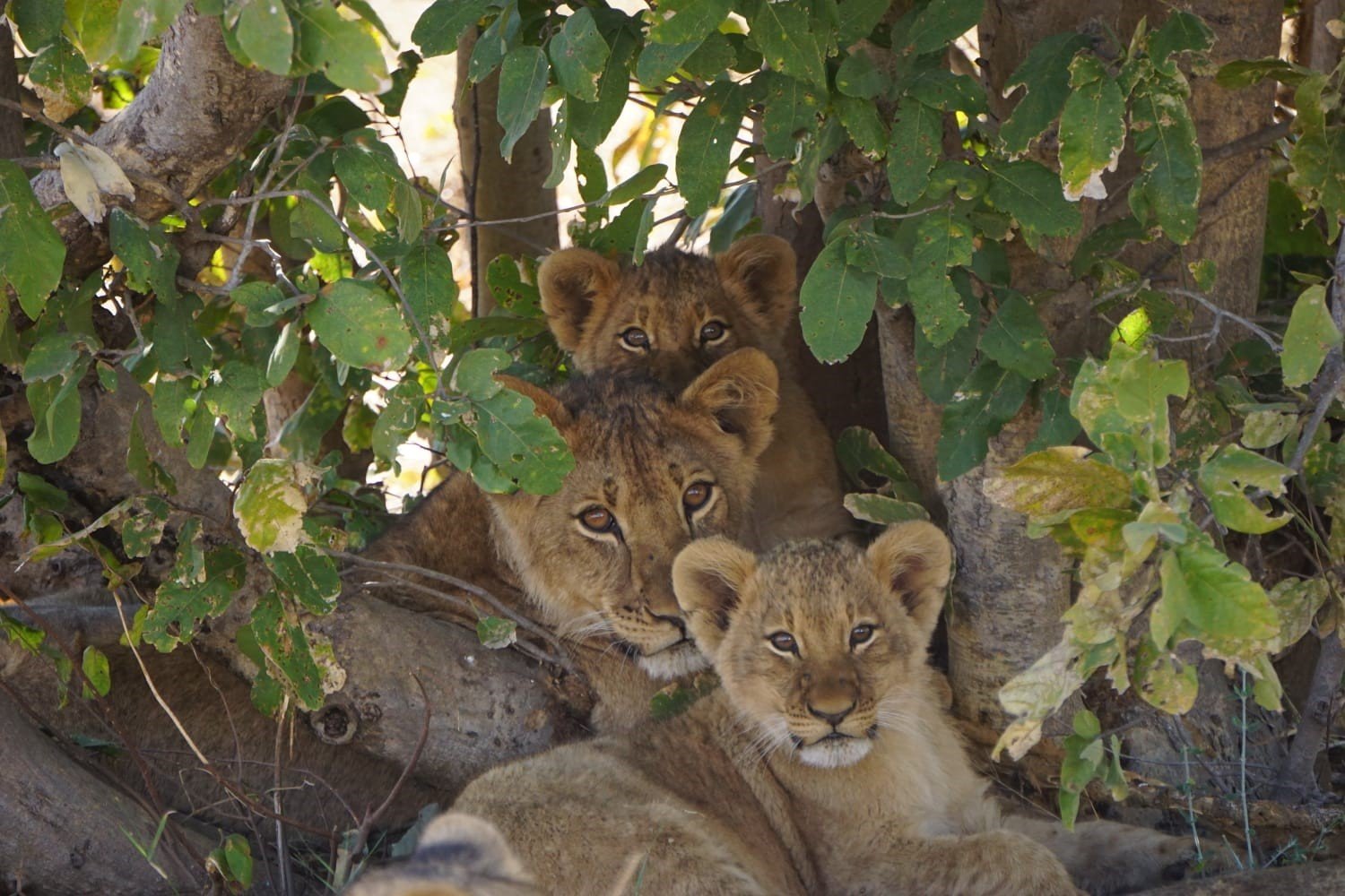 Erfahrungen Botswana mit Kindern - Ein Reisetagebuch über Botswana Family & Teens - Reisetagebuch Safaris