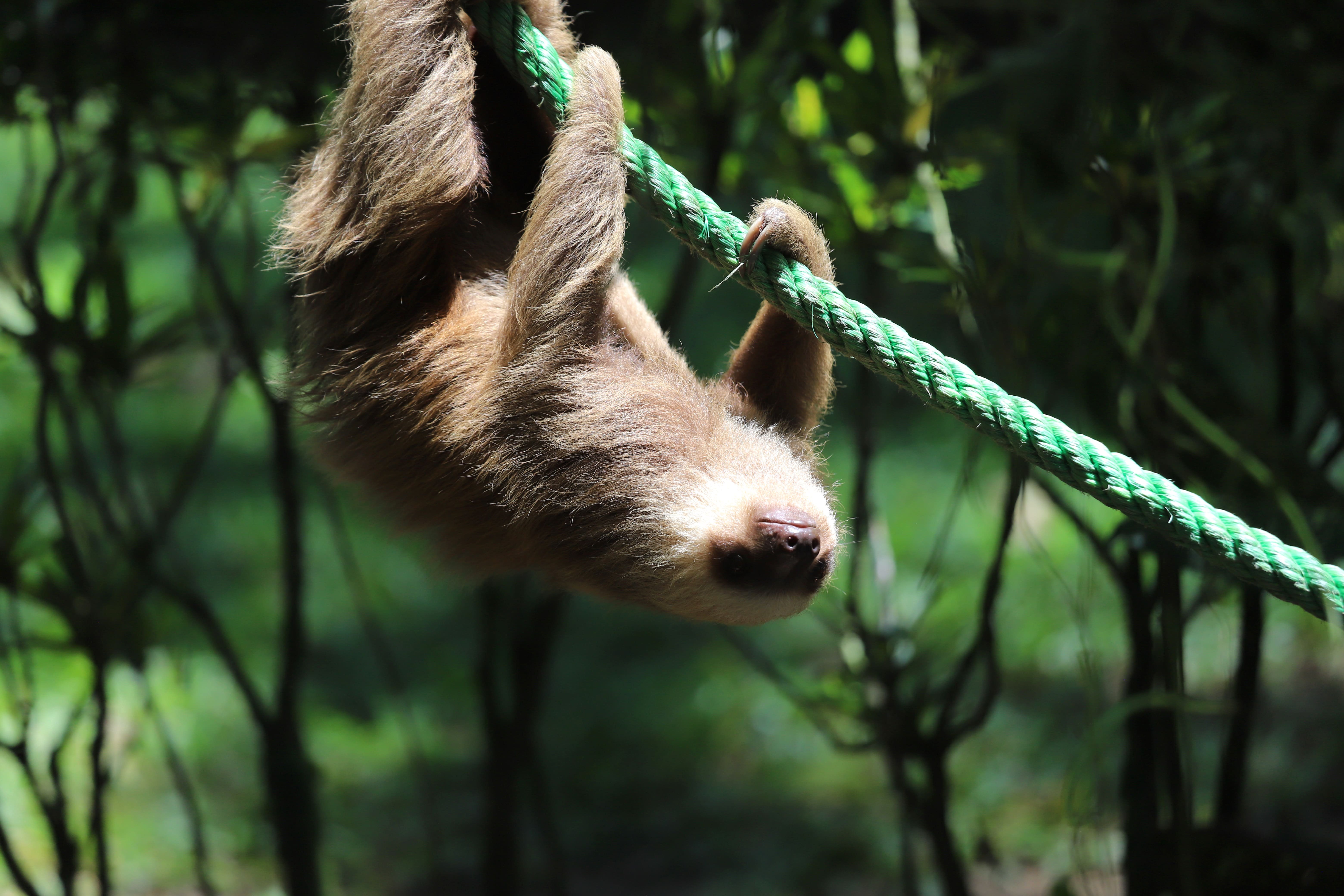 Costa Rica Selbstfahrerreise mit Kind - Faultier im Regenwald