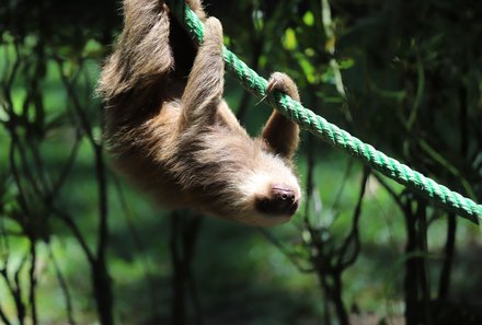 Costa Rica mit Kindern - Costa Rica Urlaub mit Kindern - Faultier