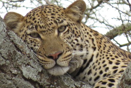 Tansania mit Kindern - Tansania for family - Leopard