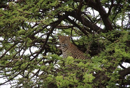 Kenia Familienreise - Kenia for family individuell - Masai Mara & Strand - Masai Mara - Leopard im Baum