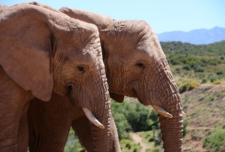 Südafrika mit Kindern - Garden Route for family - Buffelsdrift Game Lodge Elefanten