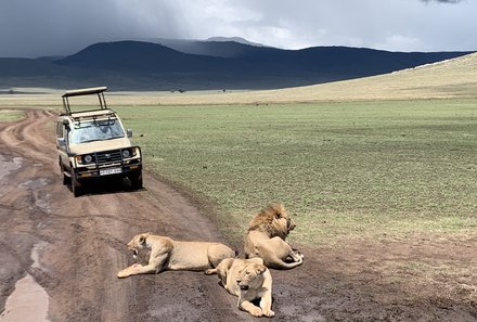 Tansania Familienreise - Tansania Family & Teens - Ngorongoro Krater - Löwen