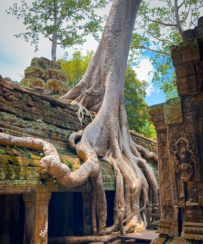 Vietnam-Kambodscha Family & Teens - Bewertung - Baumwurzeln 