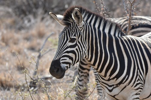 Südafrika Familienreise mit Jugendlichen - Safari - Zebra