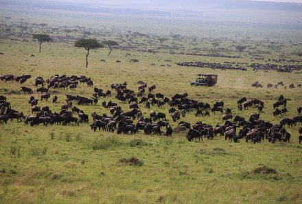 Kenia Familienreise - Kenia for family individuell - Masai Mara & Strand - Masai Mara - Blick auf Gnus