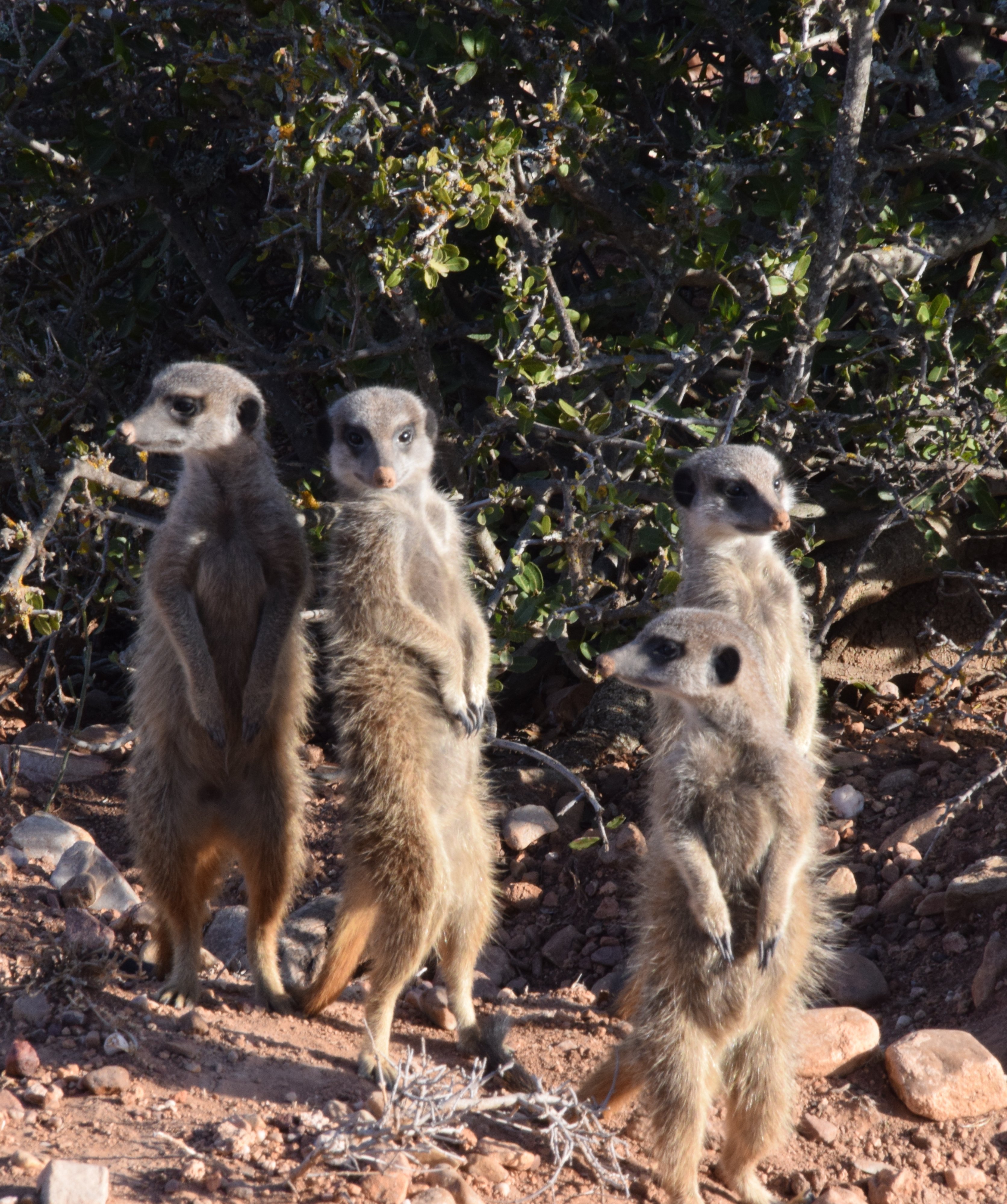 Südafrika mit Kindern - Mit Kindern auf Safari & zum Kap der guten Hoffnung - Erdmännchen