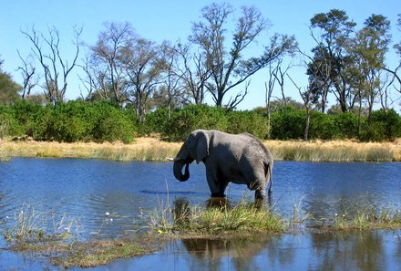 Familienurlaub Botswana - Botswana Family & Teens - Elefant im Wasser