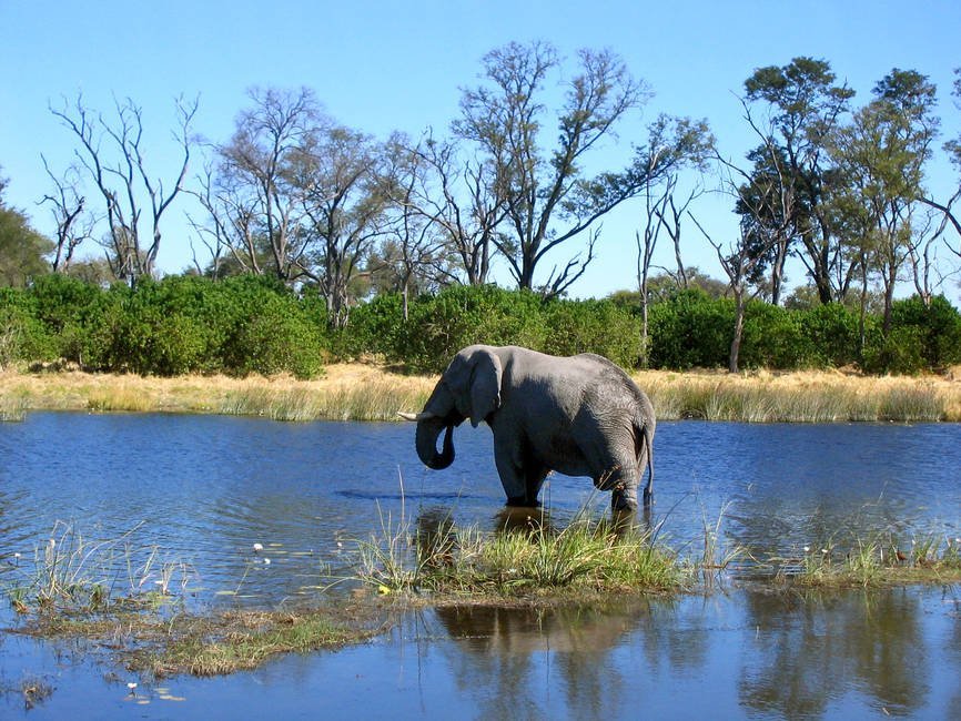 Botswana Familienreise -  Elefant im Wasser