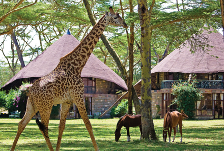 Kenia Familienreise - Kenia for family individuell - Lake Naivasha - Lake Naivasha Sopa Resort - Giraffe