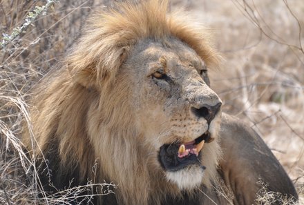 Familienurlaub Namibia - Namibia mit Teenagern - Löwe