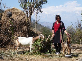 Nepal mit Kindern - Frau mit Ziege