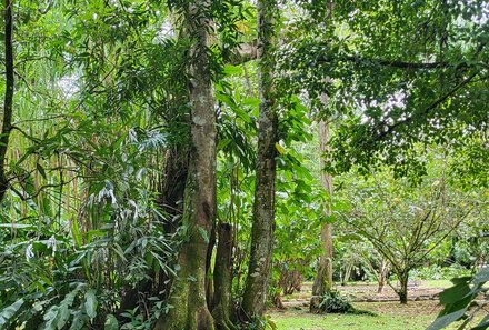 Familienurlaub Costa Rica - Costa Rica Abenteuer Regenwald und Karibik - P.V. de Sarapiqui - Sarapiqui Rainforest Lodge - Bäume