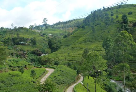 Sri Lanka mit Jugendlichen - Sri Lanka Family & Teens - Teeplantage 
