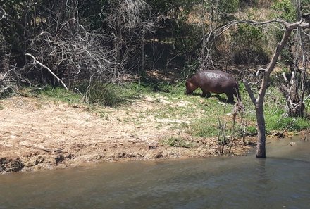 Uganda Familienurlaub - Uganda Family & Teens - Nashorn am Ufer bei der Bootsfahrt im Murchison Falls