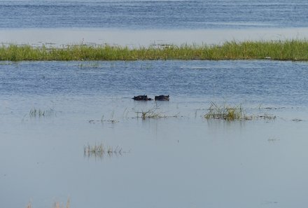 Namibia & Botswana mit Jugendlichen - Namibia & Botswana Family & Teens - Safari im Chobe Nationalpark - Hippos im Wasser