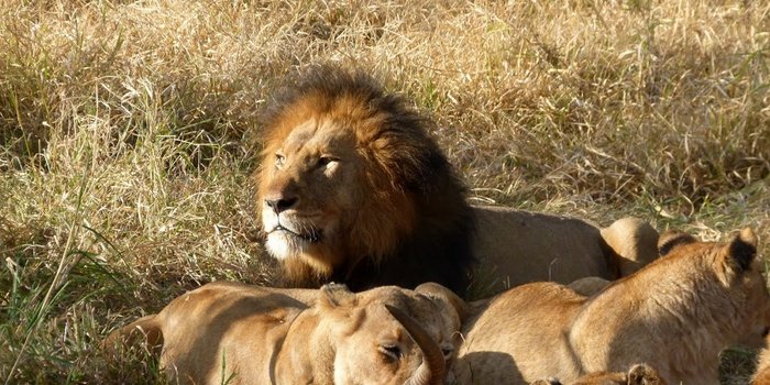 Afrika Familienreise - Löwenrudel