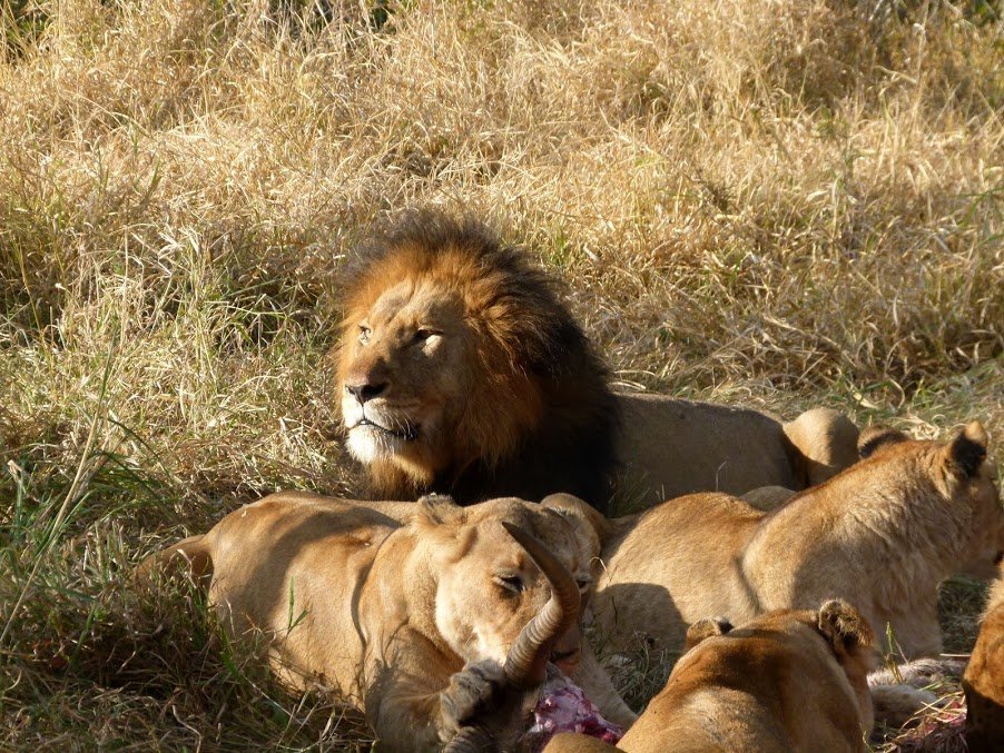Reisebericht: Südafrika Makutsi Safari Farm - Südafrika mit Kindern - Löwen am Abend