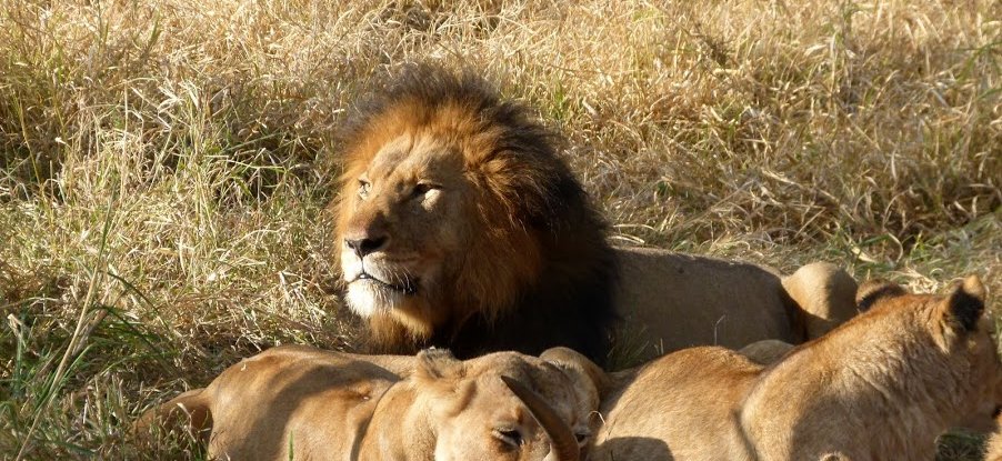 Afrika Familienreise - Löwen im Gras