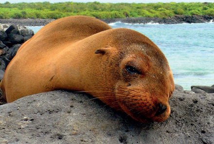 Galapagos Familienreise - Galapagos for family individuell - Robbe auf einem Stein