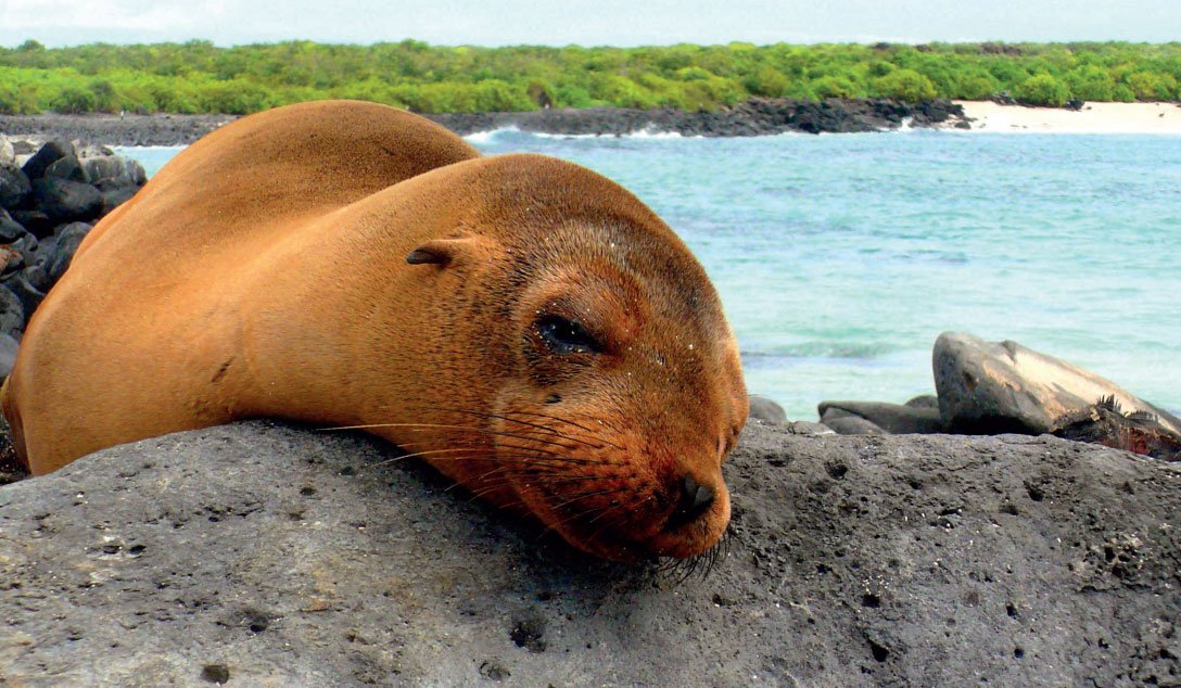 Action Urlaub mit Jugendlichen - Reiseziele Bucketlist für Fernreisen mit Jugendlichen - Galapagosinseln