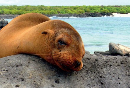 Familienurlaub Galapagos - Galapagos Family & Teens - fast schlafende Robbe
