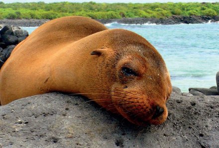 Galapagos mit Kindern - Galapagos Family & Teens - Robbe