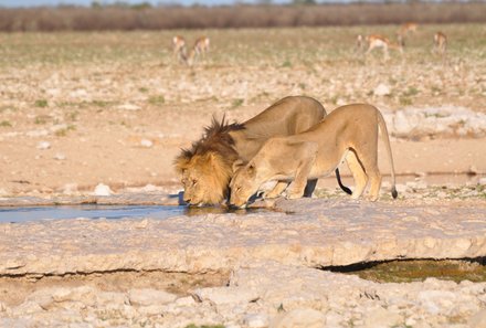 Familienurlaub Namibia - Namibia mit Teenagern - Löwen am Wasserloch
