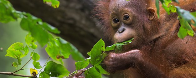 Malaysia mit Jugendlichen - Orang-Utan - Malaysia Family & Teens