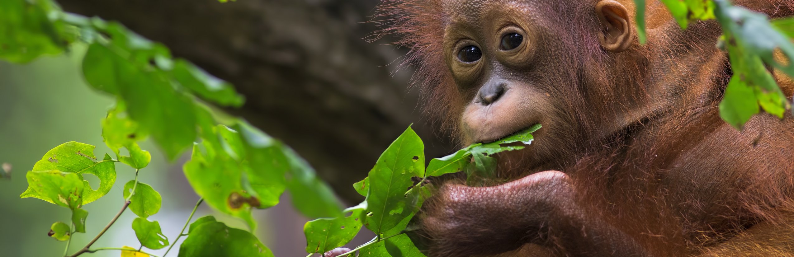 Malaysia mit Jugendlichen - Orang-Utan - Malaysia Family & Teens