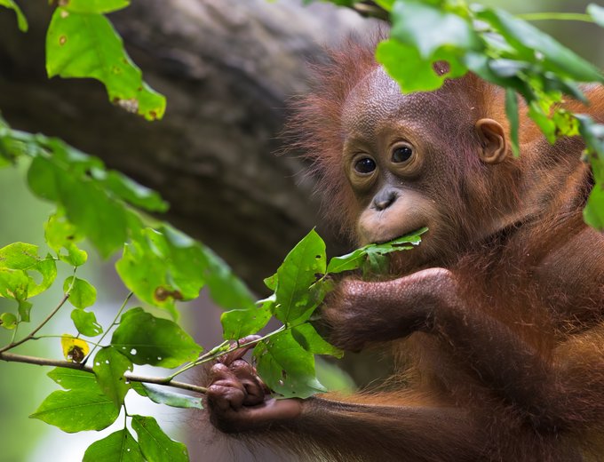 Malaysia mit Jugendlichen - Orang-Utan - Malaysia Family & Teens