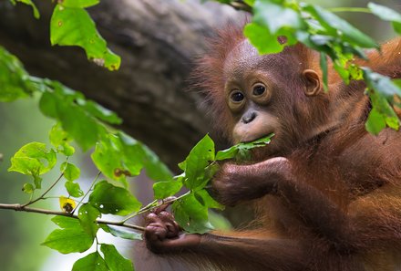 Malaysia & Borneo mit Jugendlichen - Semenggoh Wildlife Center Orang Utan