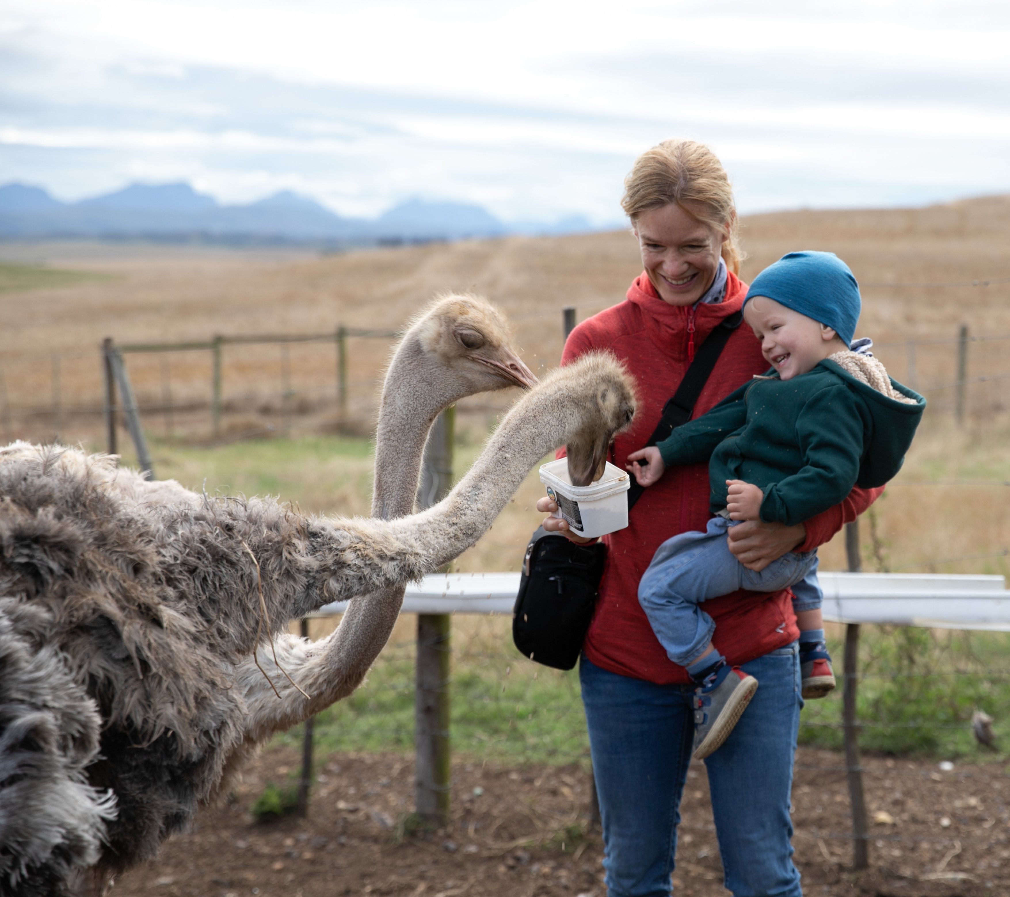 Südafrika mit Kindern - Südafrika Reise mit Kindern - beste Reisezeit Südafrika - Frau und Kleinkind füttern Strauß