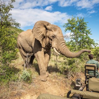 Südafrika Familienreise - Elefant auf Safari
