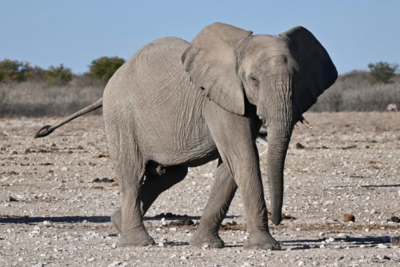 Feedback NAFTAL Sommer 2023 - Namibia Family & Teens - Elefant